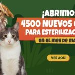 4.500 cupos gratis para esterilizar mascotas en Bogotá