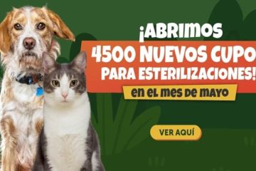 4.500 cupos gratis para esterilizar mascotas en Bogotá