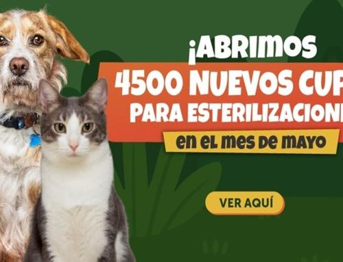4.500 cupos gratis para esterilizar mascotas en Bogotá