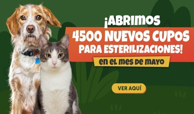4.500 cupos gratis para esterilizar mascotas en Bogotá