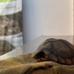 Más de 100 animales rescatados y liberados en 2026 en el Alto Magdalena