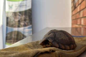 Más de 100 animales rescatados y liberados en 2026 en el Alto Magdalena