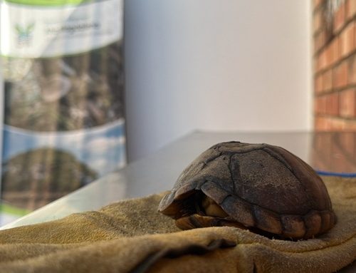 Más de 100 animales rescatados y liberados en 2026 en el Alto Magdalena