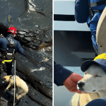 Rescate en Boyacá: perrita sobrevive tres días en un risco de alta montaña