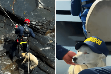 Rescate en Boyacá: perrita sobrevive tres días en un risco de alta montaña