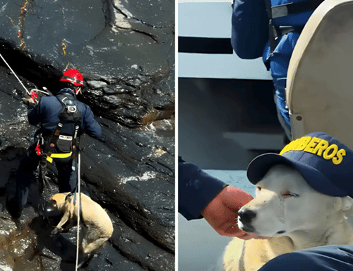 Rescate en Boyacá: perrita sobrevive tres días en un risco de alta montaña