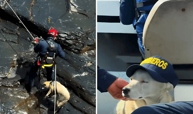 Rescate en Boyacá: perrita sobrevive tres días en un risco de alta montaña