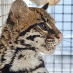 Autoridades ambientales rescataron un ocelote hallado en jardín infantil de Suba