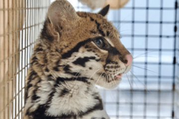 Autoridades ambientales rescataron un ocelote hallado en jardín infantil de Suba