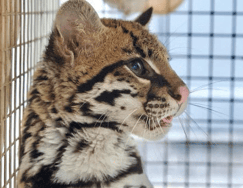 Autoridades ambientales rescataron un ocelote hallado en jardín infantil de Suba