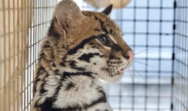 Autoridades ambientales rescataron un ocelote hallado en jardín infantil de Suba