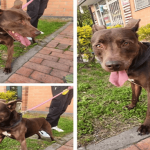 Buscan a Rufus, perro perdido entre Usaquén y Suba
