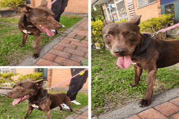 Buscan a Rufus, perro perdido entre Usaquén y Suba
