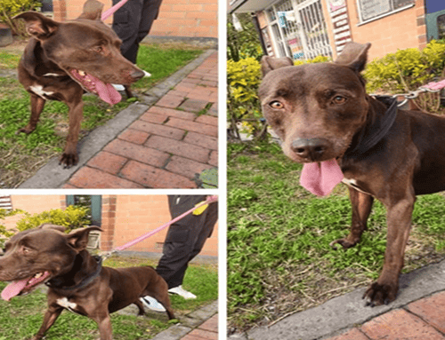 Buscan a Rufus, perro perdido entre Usaquén y Suba