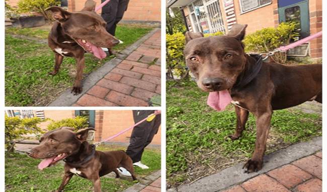 Buscan a Rufus, perro perdido entre Usaquén y Suba