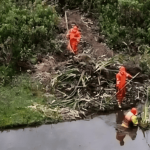 Retiran 300 m² de vegetación invasora en humedales Córdoba y Niza, en Suba