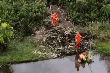 Retiran 300 m² de vegetación invasora en humedales Córdoba y Niza, en Suba