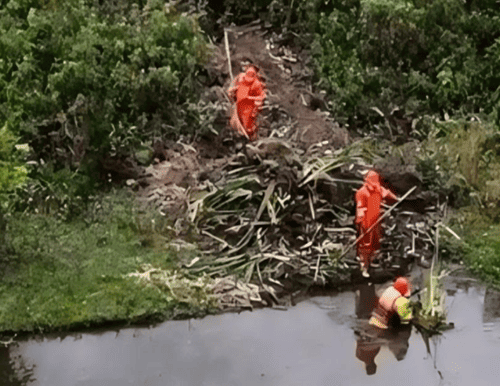 Retiran 300 m² de vegetación invasora en humedales Córdoba y Niza, en Suba