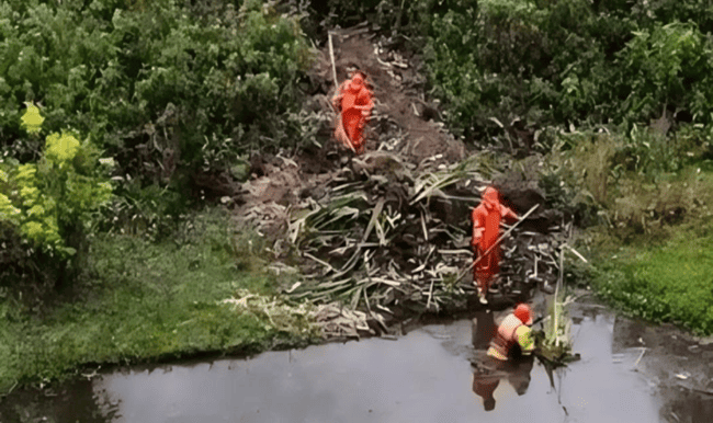 Retiran 300 m² de vegetación invasora en humedales Córdoba y Niza, en Suba