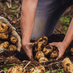 Festival de la Papa buscará impulsar la economía campesina en Boyacá