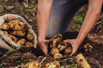 Festival de la Papa buscará impulsar la economía campesina en Boyacá