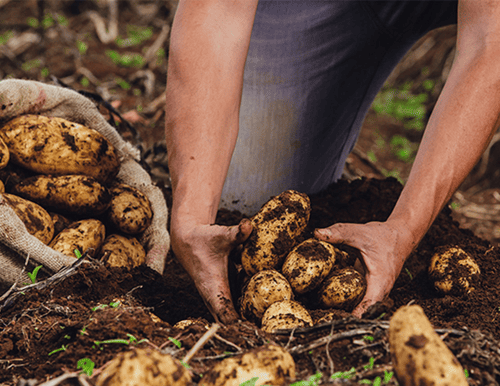 Festival de la Papa buscará impulsar la economía campesina en Boyacá