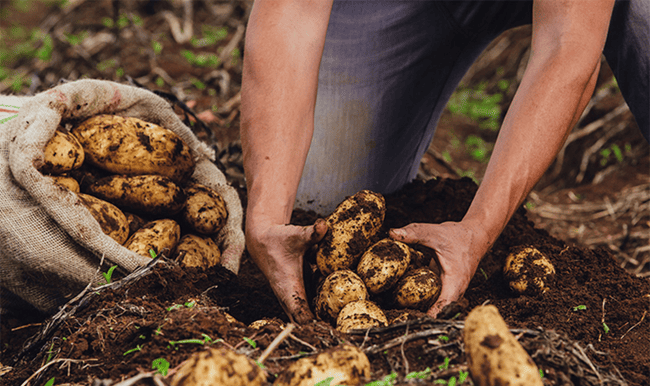 Festival de la Papa buscará impulsar la economía campesina en Boyacá