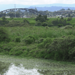 Más de 70.000 árboles impulsan recuperación ambiental del río Bogotá