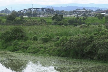 Más de 70.000 árboles impulsan recuperación ambiental del río Bogotá