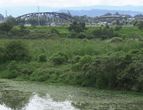 Más de 70.000 árboles impulsan recuperación ambiental del río Bogotá