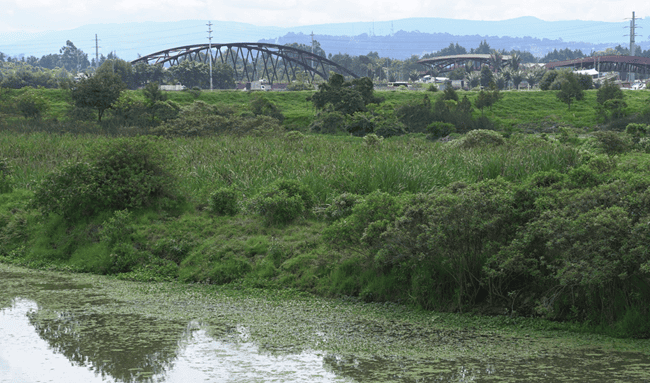 Más de 70.000 árboles impulsan recuperación ambiental del río Bogotá