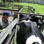 Ramiriquí inicia jornada de vacunación contra fiebre aftosa y brucelosis bovina en 24 veredas