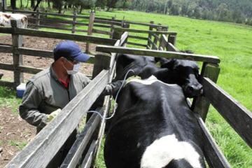 Ramiriquí inicia jornada de vacunación contra fiebre aftosa y brucelosis bovina en 24 veredas