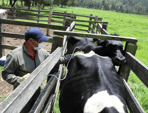 Ramiriquí inicia jornada de vacunación contra fiebre aftosa y brucelosis bovina en 24 veredas