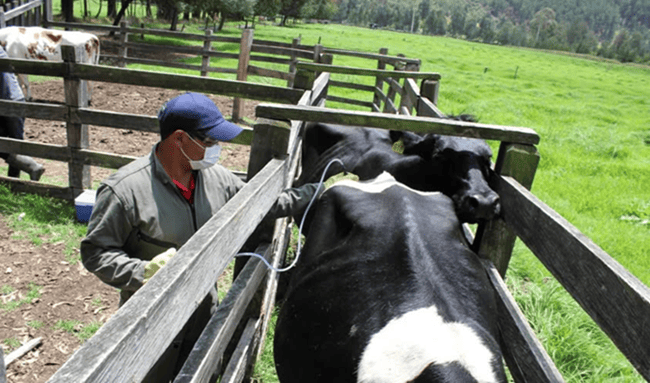 Ramiriquí inicia jornada de vacunación contra fiebre aftosa y brucelosis bovina en 24 veredas
