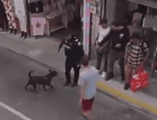 Policía investiga a uniformado que disparó contra un perro durante procedimiento en Rionegro.