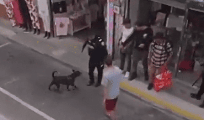 Policía investiga a uniformado que disparó contra un perro durante procedimiento en Rionegro.