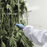 UPTC lanza nueva especialización en Cannabis y Cannabinoides
