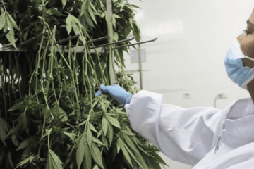 UPTC lanza nueva especialización en Cannabis y Cannabinoides