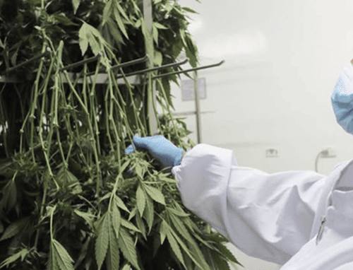 UPTC lanza nueva especialización en Cannabis y Cannabinoides