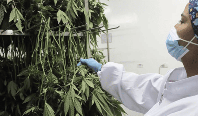 UPTC lanza nueva especialización en Cannabis y Cannabinoides