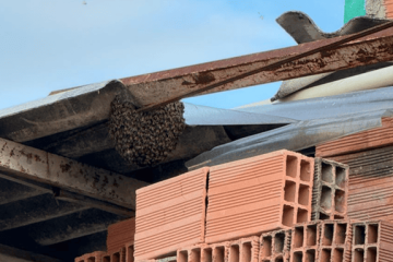 Ruido, abejas y roedores generan preocupación en Caminos de la Esperanza, Suba