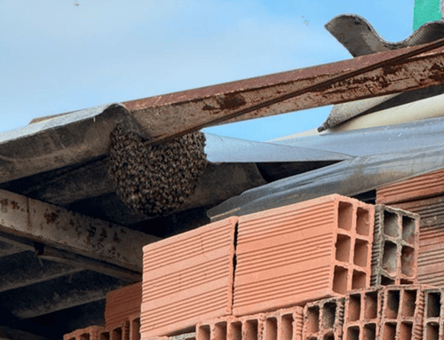 Ruido, abejas y roedores generan preocupación en Caminos de la Esperanza, Suba