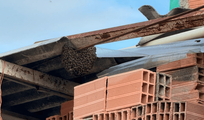 Ruido, abejas y roedores generan preocupación en Caminos de la Esperanza, Suba
