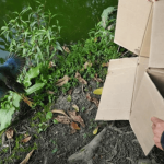 Más de 20 animales silvestres regresaron a los humedales de Bogotá tras proceso de rehabilitación