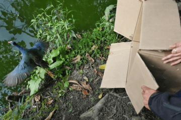 Más de 20 animales silvestres regresaron a los humedales de Bogotá tras proceso de rehabilitación