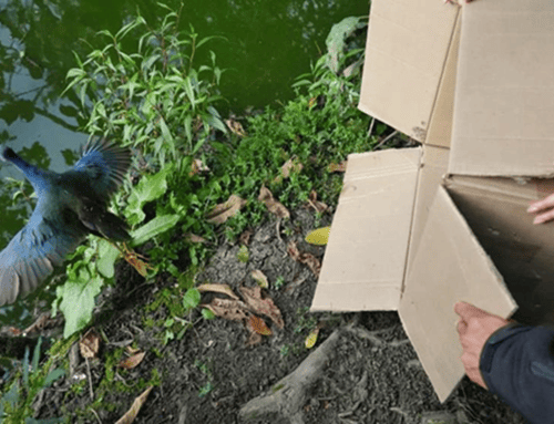 Más de 20 animales silvestres regresaron a los humedales de Bogotá tras proceso de rehabilitación