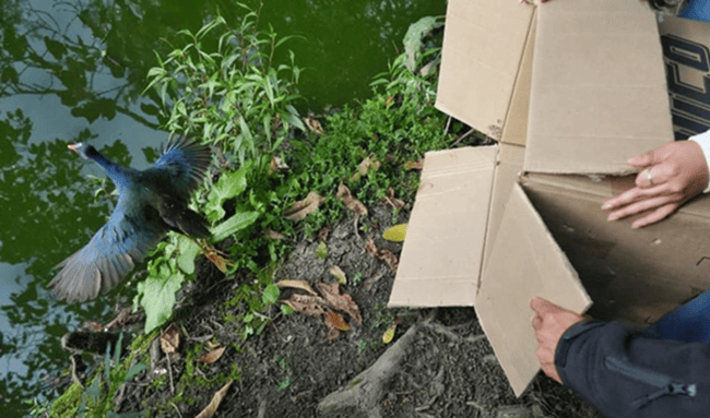 Más de 20 animales silvestres regresaron a los humedales de Bogotá tras proceso de rehabilitación