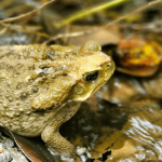 Más de 100 animales regresaron a su hábitat natural en Ricaurte y La Vega