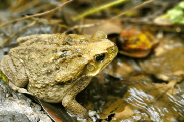 Más de 100 animales regresaron a su hábitat natural en Ricaurte y La Vega